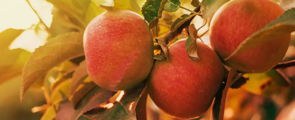 Take a bite out of fall, apple cocktails for autumn days!