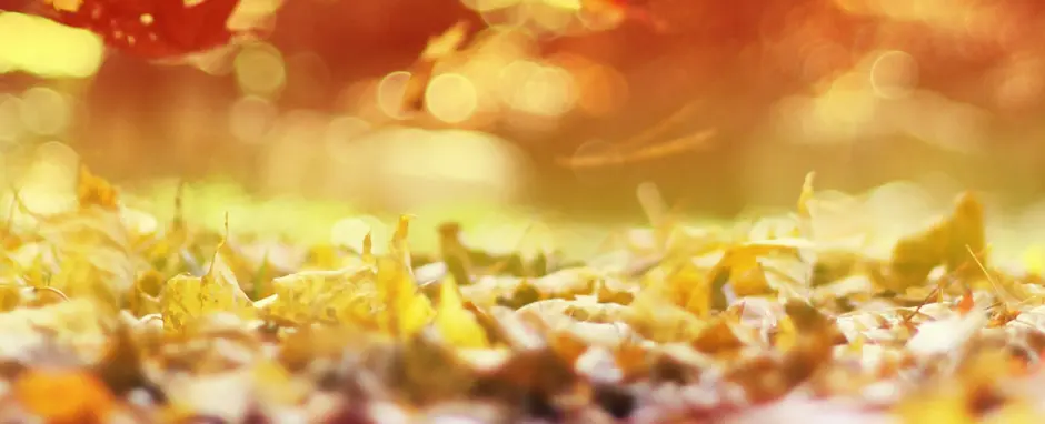 Fall flavors await…